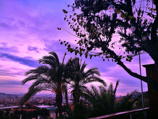 Low angle view of silhouette trees against sky