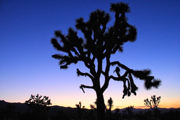 Foto vista a basso angolo di silhouette di alberi contro il cielo