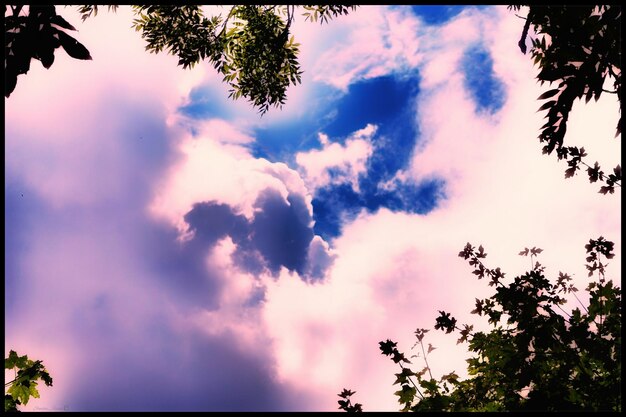 Low angle view of silhouette trees against sky