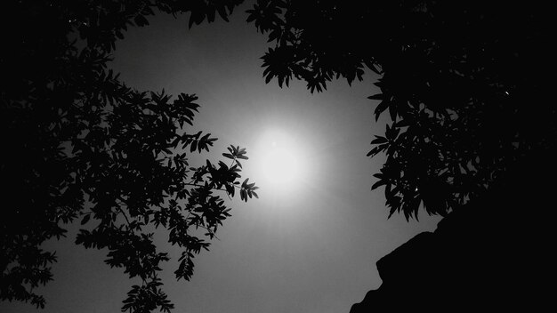 Foto vista a basso angolo di silhouette di alberi contro il cielo