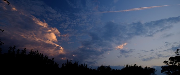 Foto vista a bassa angolazione delle silhouette degli alberi contro il cielo