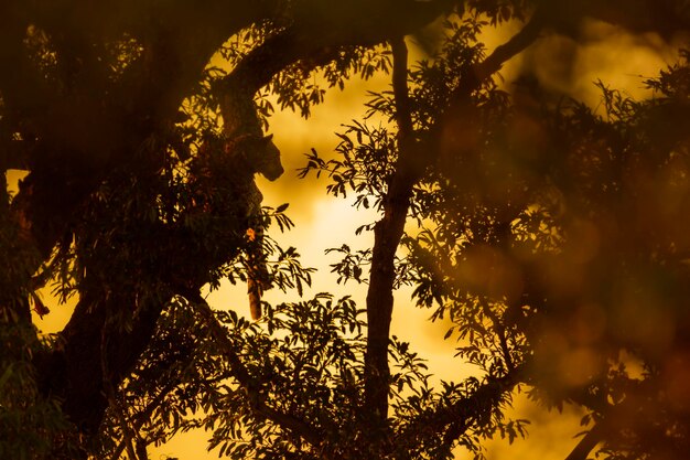 Photo low angle view of silhouette trees against sky