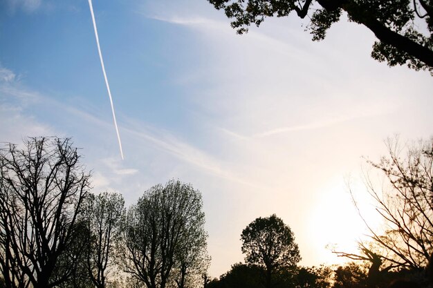 Low angle view of silhouette trees against sky