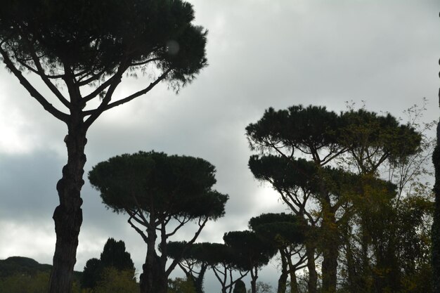 Photo low angle view of silhouette trees against sky