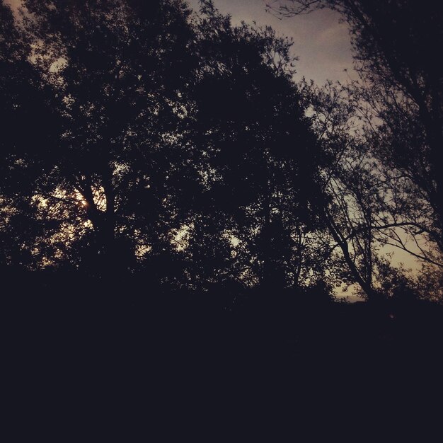 Photo low angle view of silhouette trees against sky