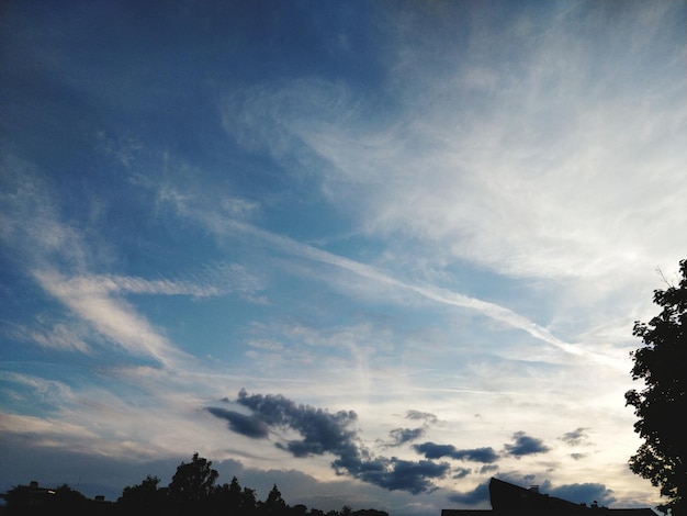 空に照らされたシルエットの木の低角度の眺め