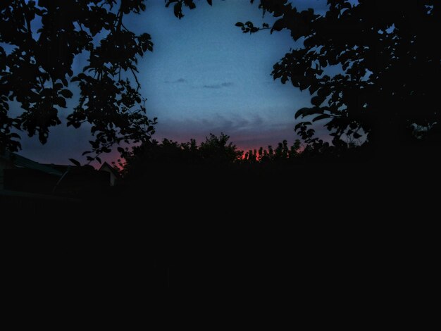 Low angle view of silhouette trees against sky