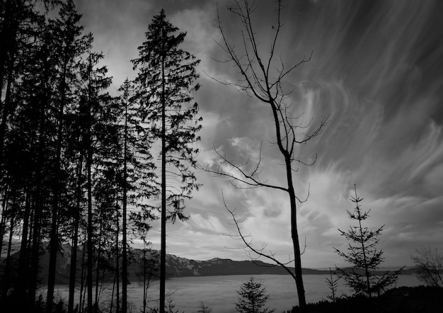 Photo low angle view of silhouette trees against sky