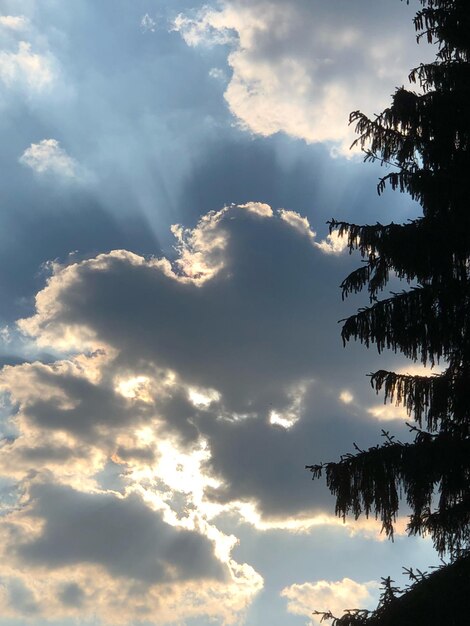 Low angle view of silhouette trees against sky