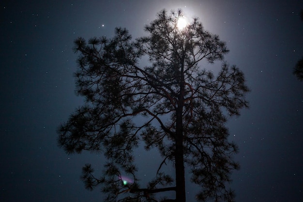 Low angle view of silhouette trees against sky