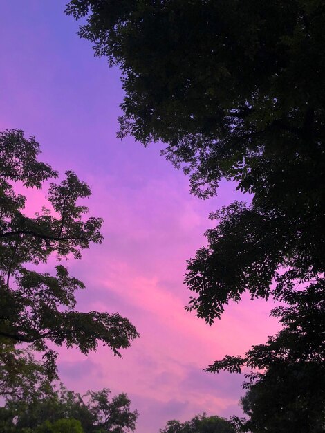 Low angle view of silhouette trees against sky