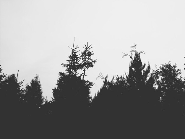 Low angle view of silhouette trees against sky