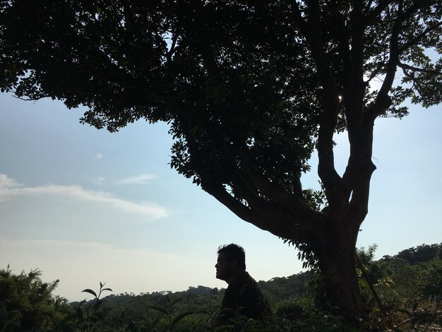 Foto vista a basso angolo di silhouette di alberi contro il cielo