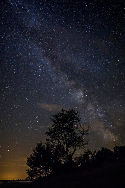 夜の星のフィールドに対してシルエットの木の低角度のビュー