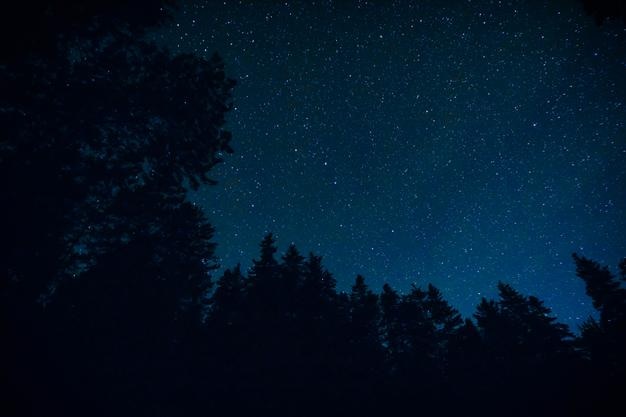 夜の星空の背景にある木のシルエットを低角度で眺める