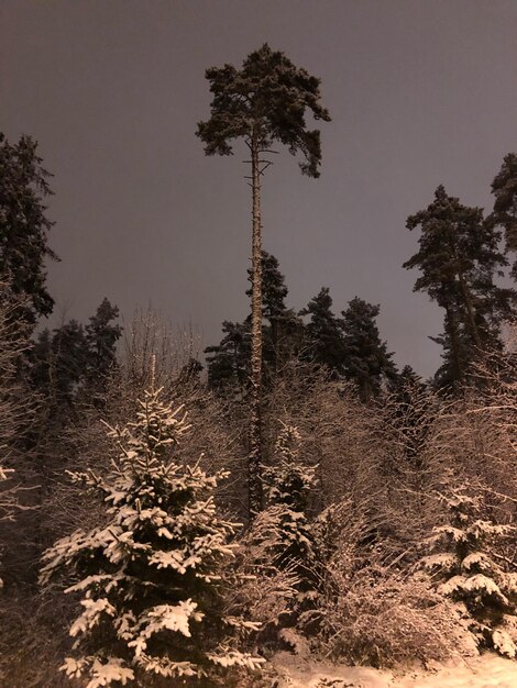 Photo low angle view of silhouette trees on field against sky