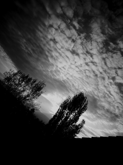 Foto vista a basso angolo di alberi a silhouette sul campo contro il cielo