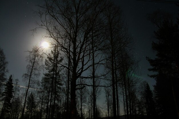 low angle view of silhouette trees in forest against sky