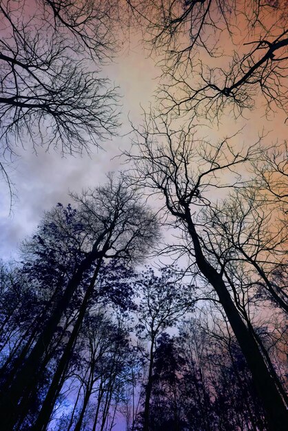 Low angle view of silhouette trees in forest against sky