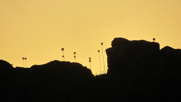 Low angle view of silhouette trees