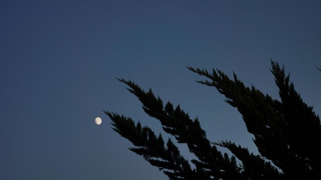 Low angle view of silhouette twigs against sky