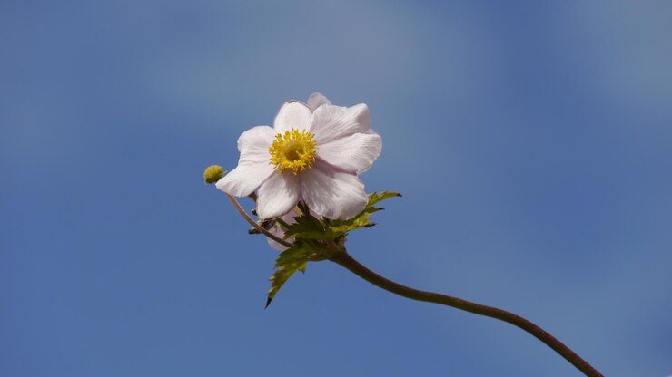 Photo low angle view of single blossom of anemone against blue sky