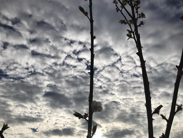 Low angle view of sky