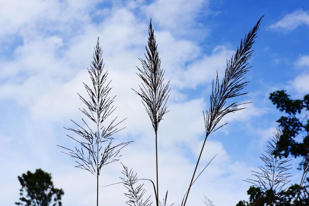 Low angle view of sky