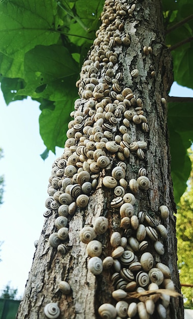 Low angle view of snails on tree