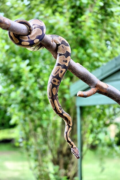 Foto vista a basso angolo del serpente sul ramo