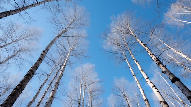 Low angle view of snow covered conifers surrounding the blue sky on a cold winter day whitehorse yukon canada