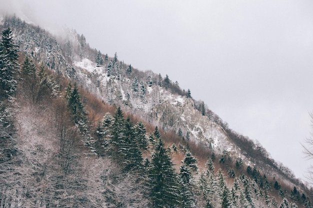 空に向かって雪に覆われた山の低角度の景色