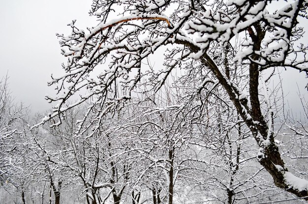 Low angle view of snow covered tree against sky