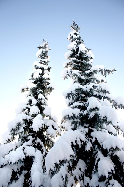 Foto vista a bassa angolazione di un albero coperto di neve contro il cielo