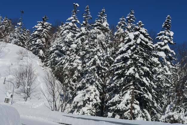 Low angle view of snow covered tree