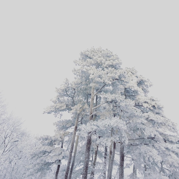low angle view of snow covered trees against clear sky