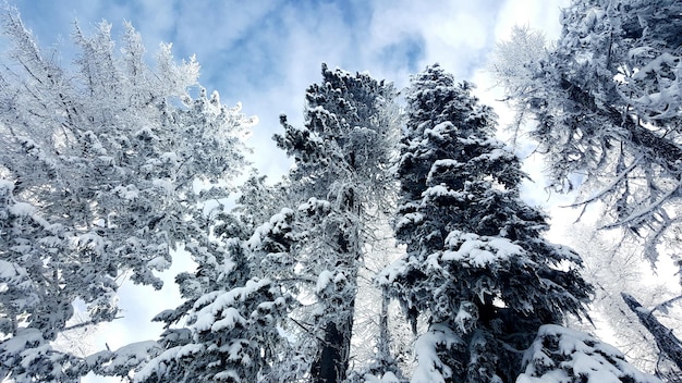 空を背景に雪で覆われた木の低角度の景色