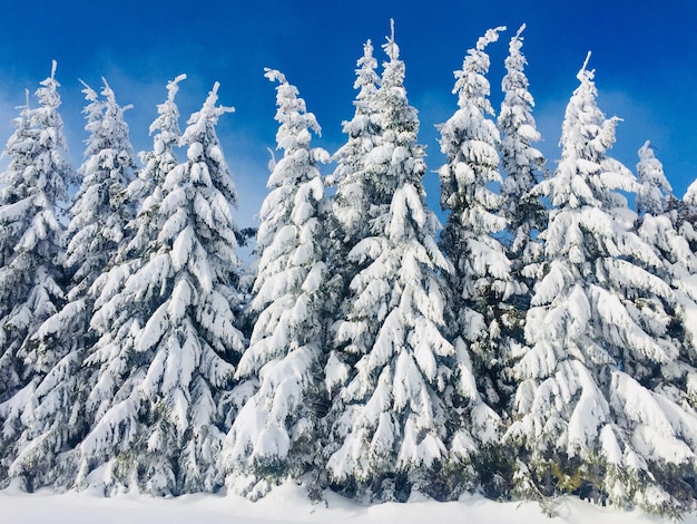 Foto vista a bassa angolazione degli alberi coperti di neve contro il cielo