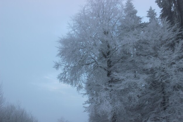 Low angle view of snow covered trees against sky