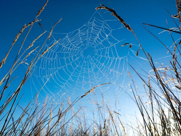 Foto vista a basso angolo della rete di ragno sulle piante contro un cielo blu limpido