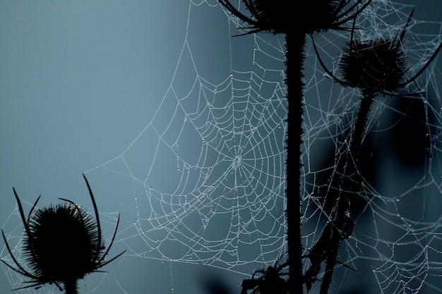 Photo low angle view of spider web on silhouette thistle