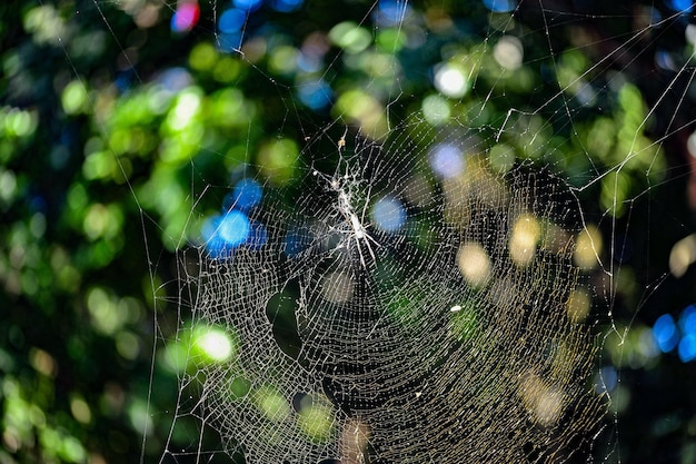 Photo low angle view of spider on web