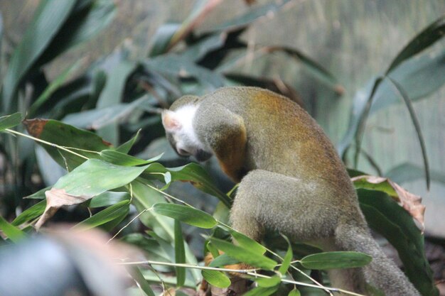 Low angle view of squirrel monkey on tree