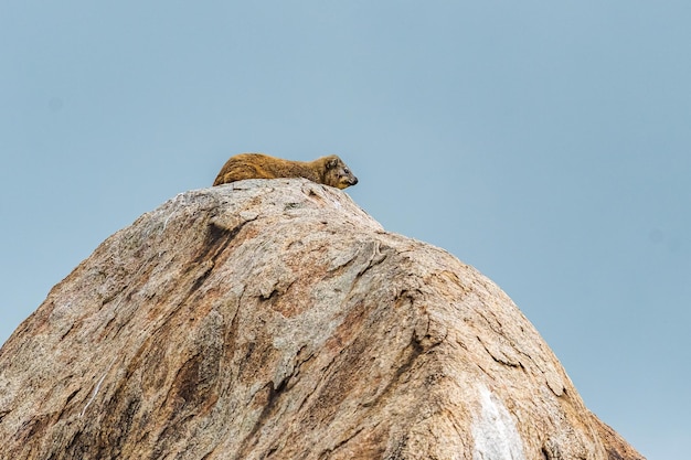 Foto vista a basso angolo dello scoiattolo sulla roccia