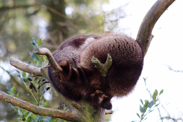 Low angle view of squirrel on tree against sky