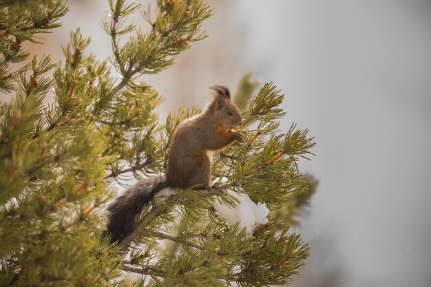 Photo low angle view of squirrel on tree branch