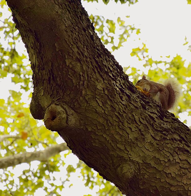 Foto vista a basso angolo dello scoiattolo sull'albero nella foresta