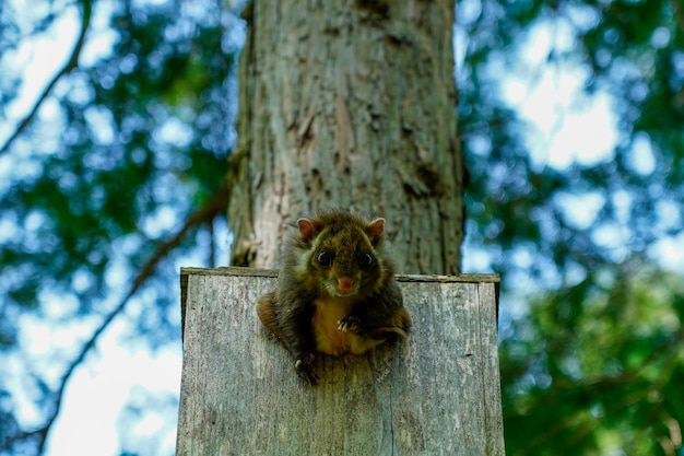Foto vista a basso angolo dello scoiattolo sul tronco dell'albero