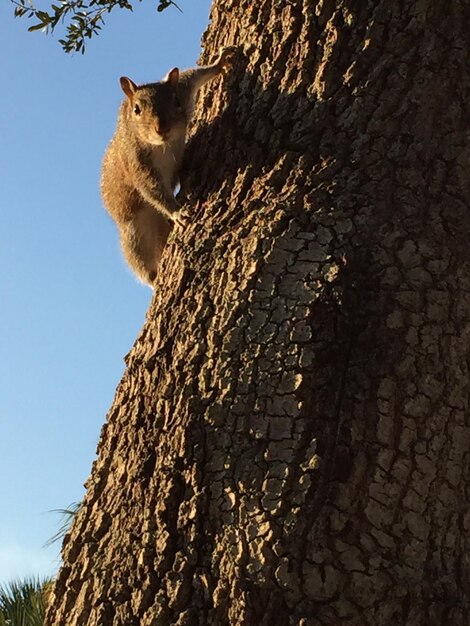 Low angle view of squirrel on tree