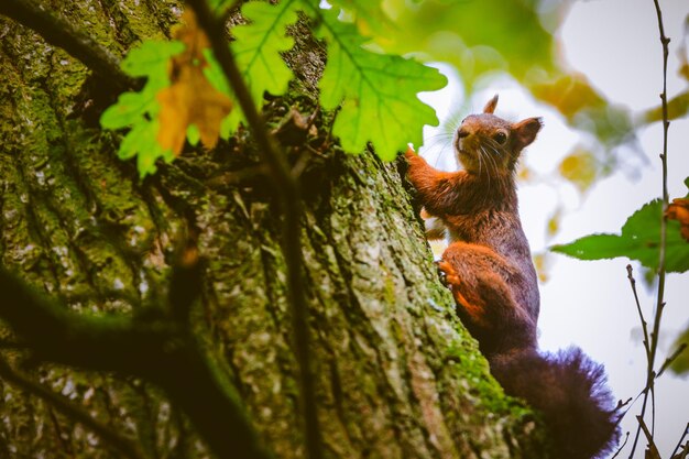 Photo low angle view of squirrel on tree